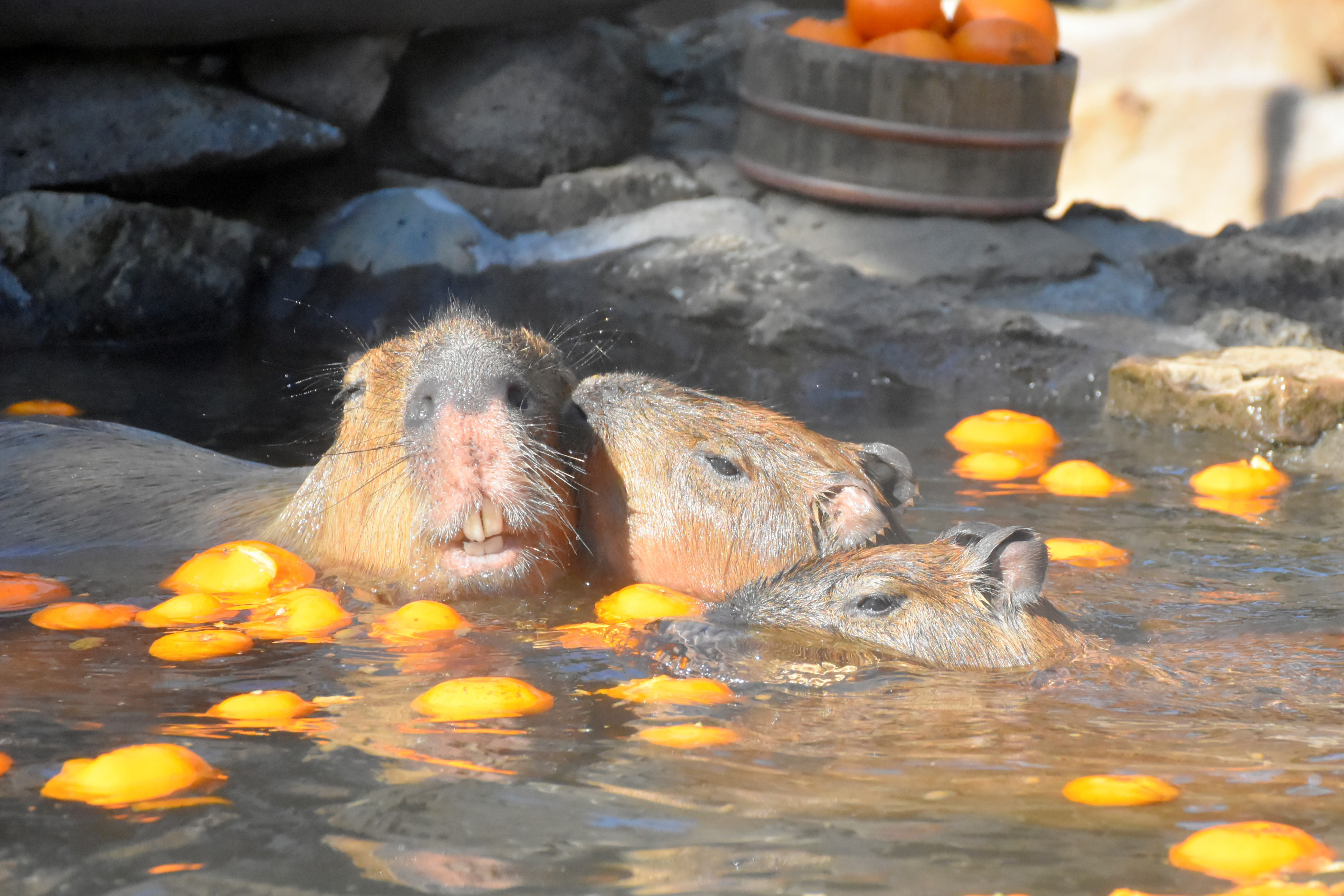 伊豆シャボテン動物公園