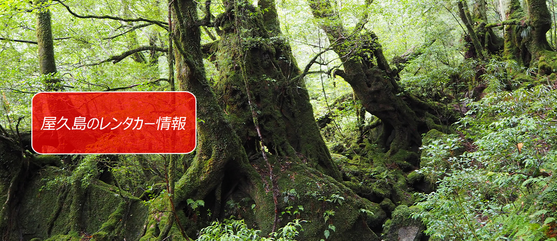 鹿児島県・屋久島のレンタカーのご案内