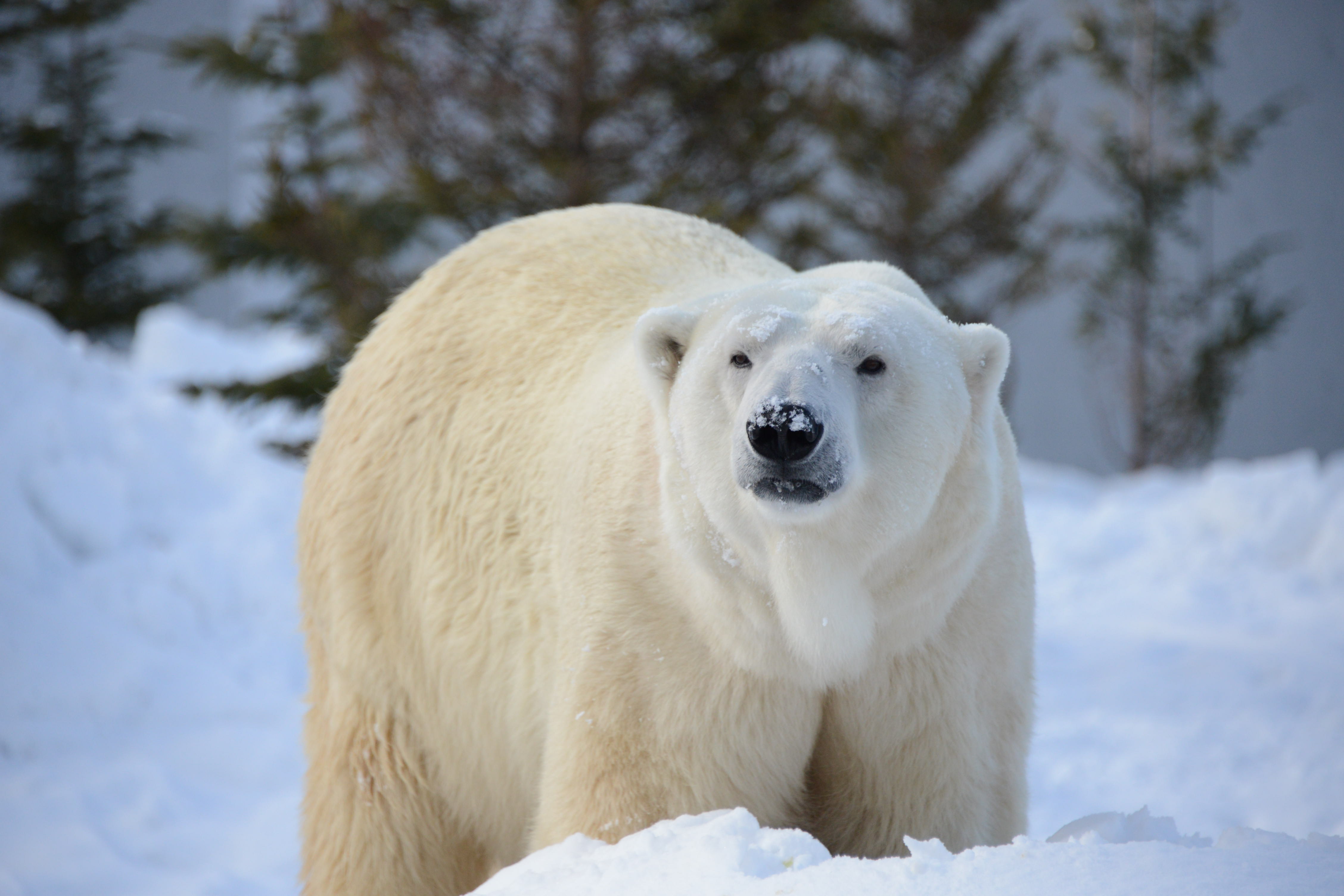 札幌市円山動物園